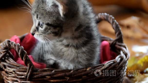 小猫在柳条编织的篮子视频
