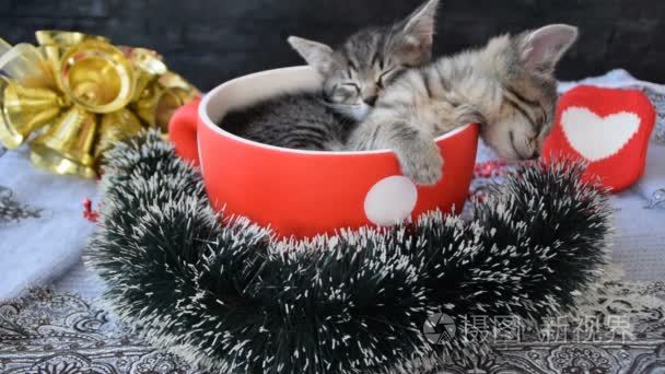 睡在杯上点缀的小猫在节日的气氛