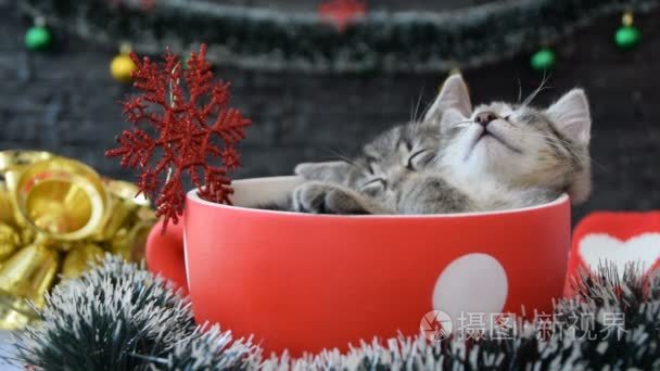 小猫在睡觉之间新年的装饰品视频