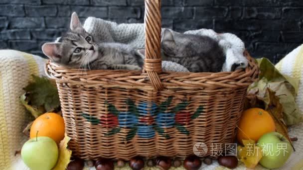 小猫在柳条篮子里视频