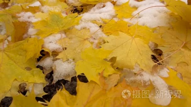 黄色枫叶在雪地上的慢动作实地查看