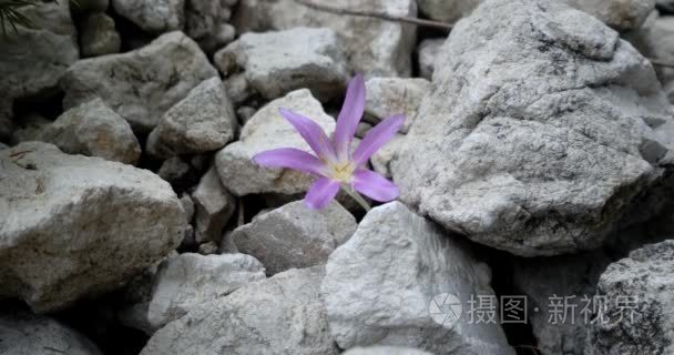 野生花卉生长之间在山上的岩石