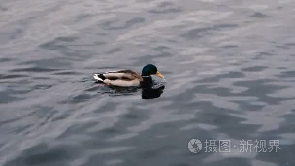 鸭子游得很近了视频
