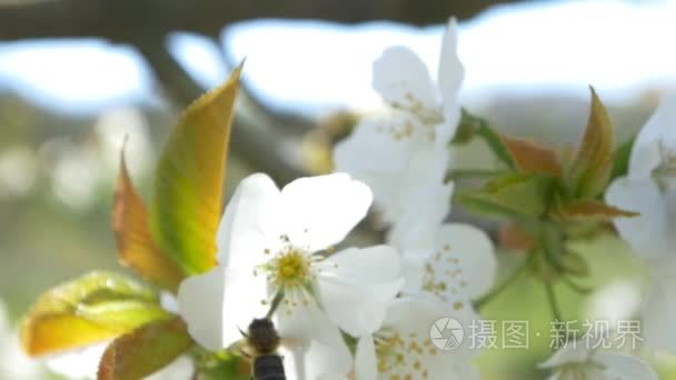 蜜蜂飞越樱桃树的花朵视频