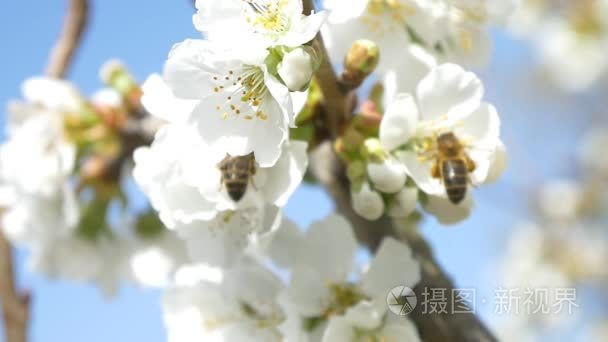 蜜蜂飞越樱桃树的花朵视频