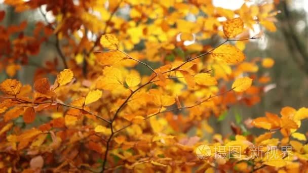 美丽秋天一棵树视频
