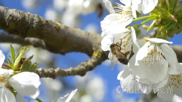 蜜蜂飞越樱桃树的花朵视频