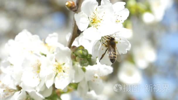 蜜蜂飞越樱桃树的花朵视频