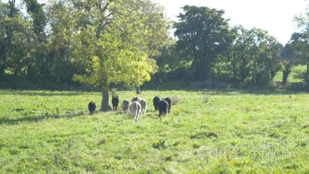 在绿绿的草地上吃草的母牛