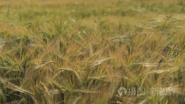 成熟的小麦场景观视频