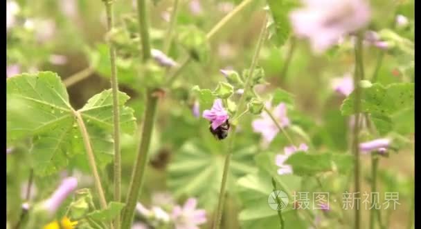 大黄蜂昆虫的粉红色的花视频