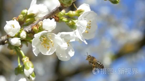 蜜蜂飞越樱桃树的花朵视频