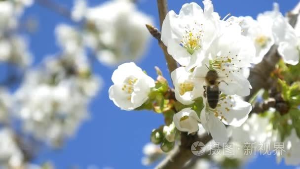 蜜蜂飞越樱桃树的花朵视频