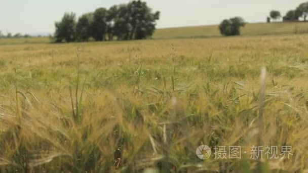 成熟的小麦场景观视频