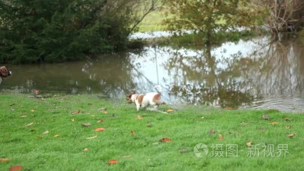 可爱的狗在被水淹没的花园里玩视频