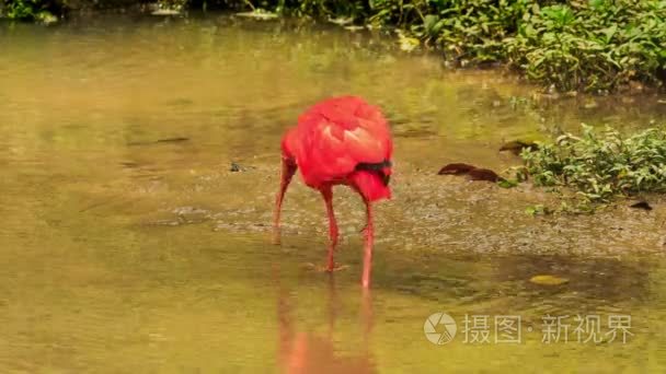 明亮的猩红色宜必思