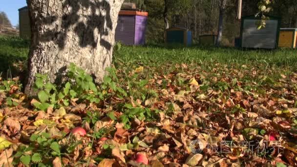 红苹果在秋天果园落