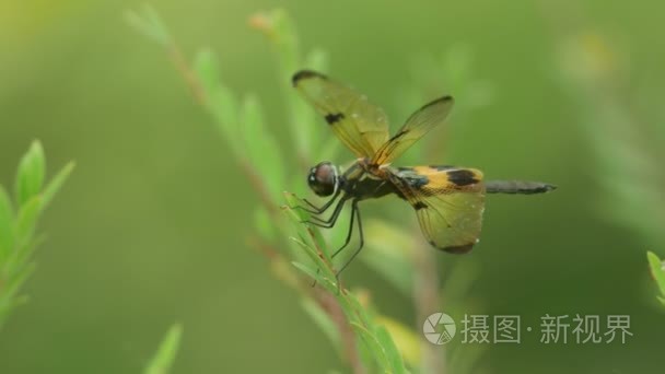 随风植物提示上休息的常见图片翼蝴蝶