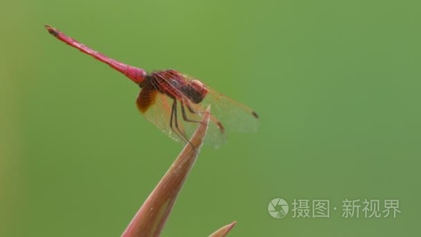 搁在植物顶端上的深红色沼泽滑翔机蜻蜓