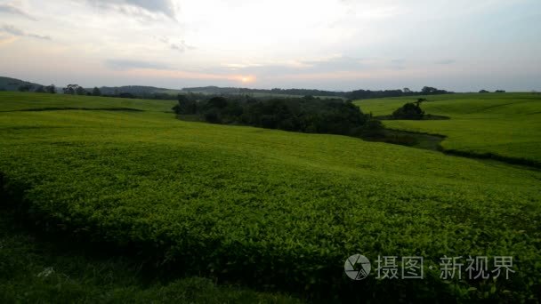 在乌干达的茶叶种植园视频