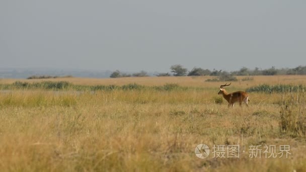 乌干达羚在默奇森瀑布国家公园