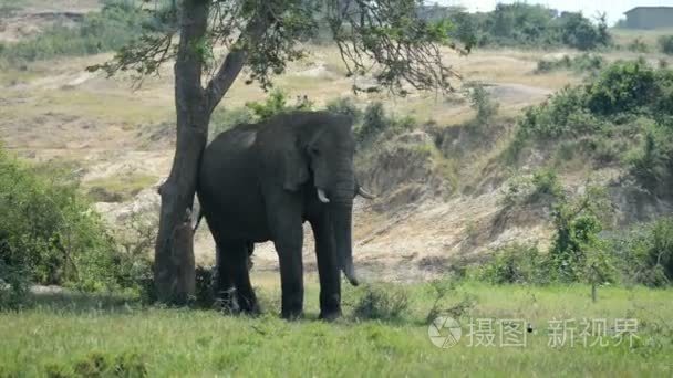 在乌干达的非洲大象视频