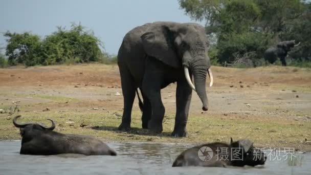 一群野生非洲水牛和大象视频