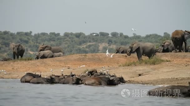 非洲大象与水牛在乌干达视频