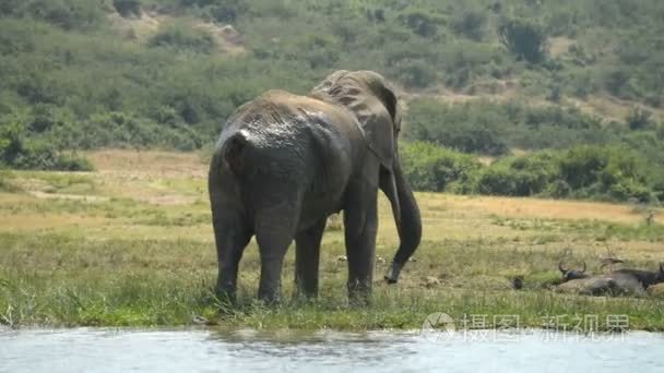 在乌干达的非洲大象视频