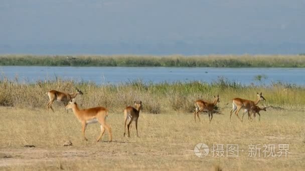 乌干达 Kobs 在默奇森瀑布国家公园