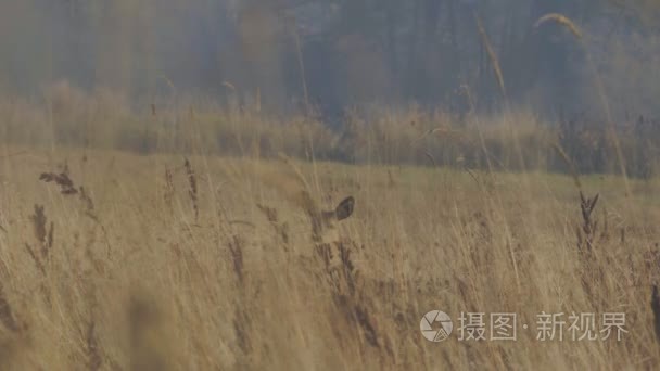 躲在草丛后面的净资产收益率视频