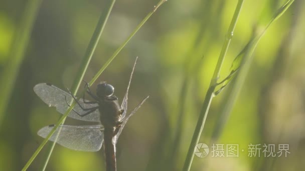 气候变暖对甘蔗叶片的蜻蜓视频