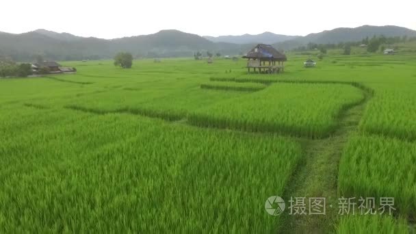 湄宏顺感画面水稻梯田和竹小屋视频