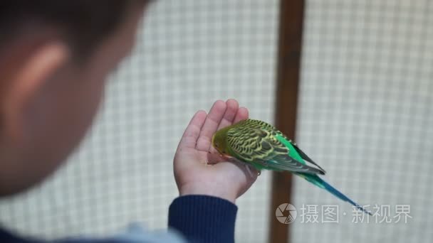 画面人们受够了,用手的鹦鹉.4 k短视频