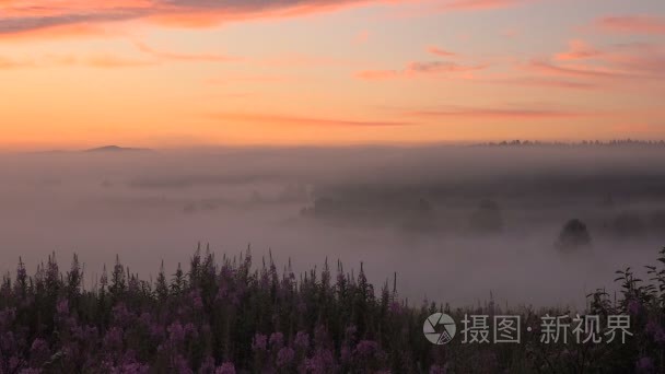 森林流域在日出之前在河上的粉红色雾