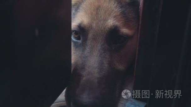 漂亮的德国牧羊犬的特写视频