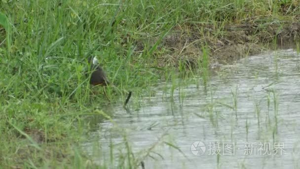 白胸 waterhens 字段在雨中