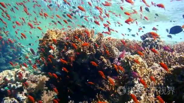 珊瑚和鱼在红海埃及视频