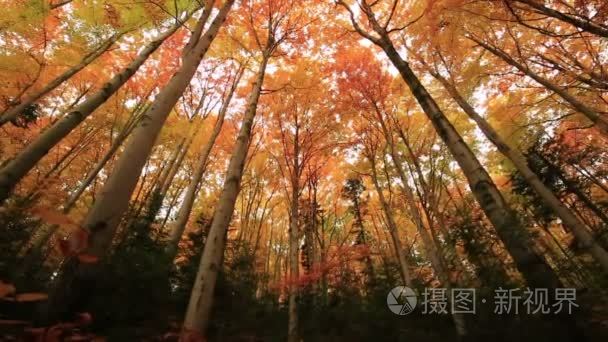 多彩秋天的树木，在森林里满金黄的叶子上的路径和草 美丽的季节性森林 阳光灿烂的印度夏天在欧洲