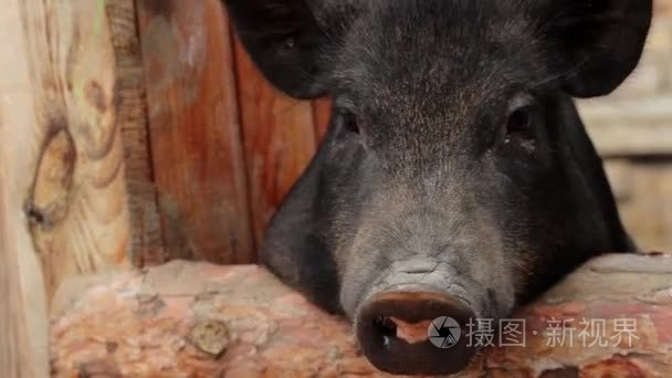 大猪看着相机和它是好可笑的小猪的呼噜声视频