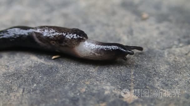 黑色和白色蛞蝓视频