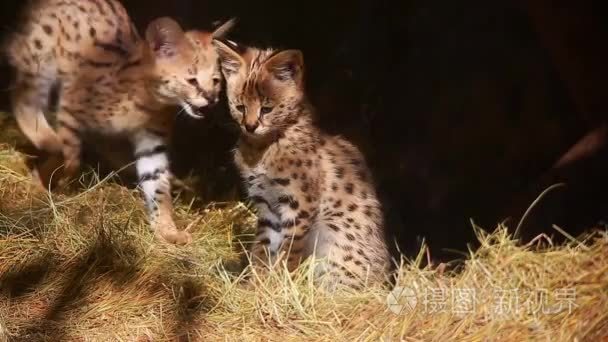 children of a serval (Leptailurus serval) 