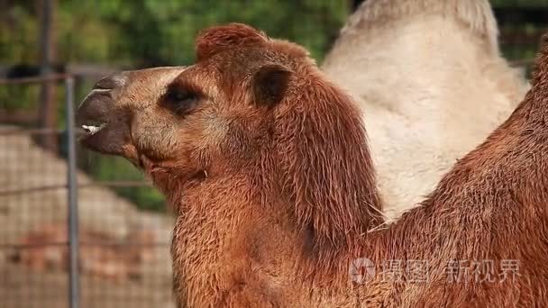 在动物园里的骆驼视频