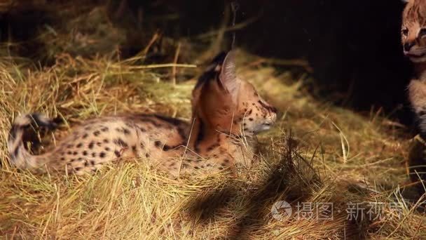 children of a serval (Leptailurus serval)