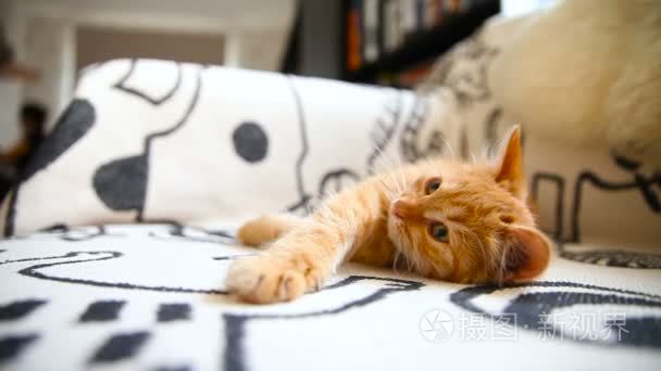 可爱的小猫，姜舒舒服服地依偎在躺在床上的毯子上。舒适的上午在家