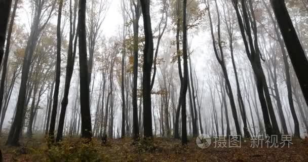 雾气弥漫的森林与树木视频