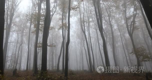 雾气弥漫的森林与树木视频