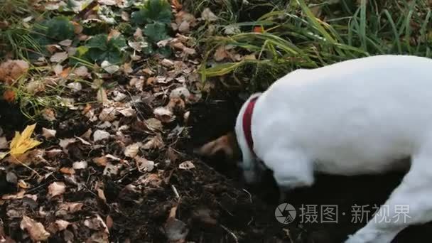 狗在公园的杰克罗素梗犬散步视频