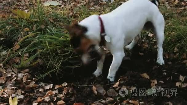 狗在公园的杰克罗素梗犬散步视频