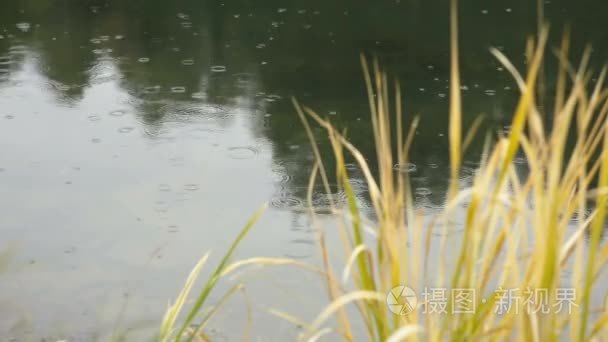 雨点落进湖里视频